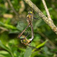 10 Jens, Erik_Jakobsen-Groen-Smaragdlibel, Horsens fotoklub