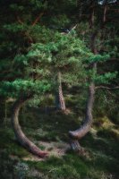 13 Ole, Karger_Troldetraeer, Horsens fotoklub