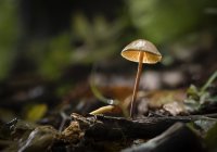 06 MarleneLund, LysendeSvamp, Odder Fotoklub