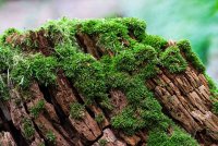 23 Gunnar, Kjaergaard_Naturlig_nedbrydning, Horsens fotoklub