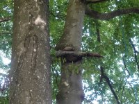 27 VibekeKronborg, Troldetrae, Fotomagerne Horsens